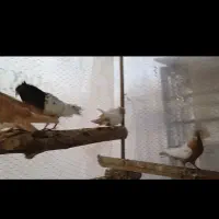 سبز پلاکی دو خط هفترنگ نر کله سینه زرد|پرنده|مشهد, شهرک صنعتی توس|دیوار