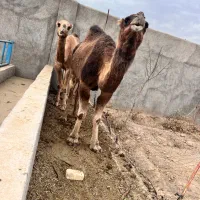 ۲تاشترماده ‌۶تا کره شترنر|حیوانات مزرعه|مشهد, شهرک مهر آباد|دیوار