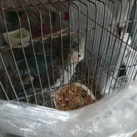 عروس هلندی نر