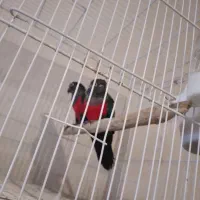 جفت کارداده کریمسون و جوجه رام خورشیدی