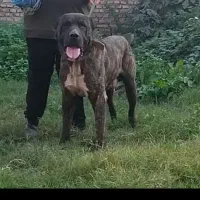 واگذاری افغان وارداتی