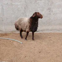 قوچ همو بره شیشک همو|حیوانات مزرعه|قوچان, |دیوار