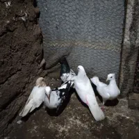 طوطی کوتوله وکبوتر|پرنده|اطاقور, |دیوار