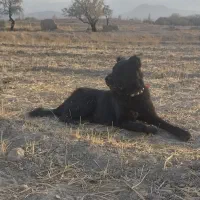 سگ گله|سگ|خوانسار, |دیوار