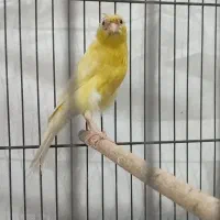 قناری|پرنده|بوشهر, |دیوار