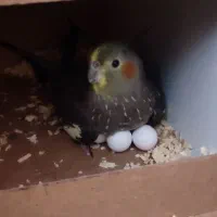 فروش یک جفت عروس هلندی مولد و ۲تا جوجه نر ۸ ماهه|پرنده|فردیس, شهرک هفده شهریور|دیوار