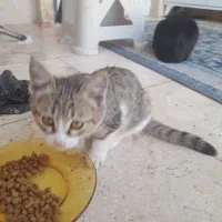 گربه ملوس ناز نازی