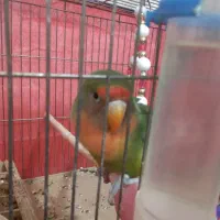 طوطی برزیلی|پرنده|بروجرد, |دیوار