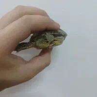 ماهی‌اکواریم