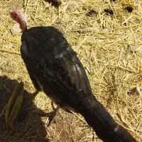 بوقلمون هشدرخان