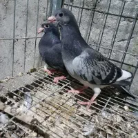 کفتر زاجر|پرنده|اردکان, |دیوار