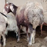 گوسفند افشار ‌. جوان .ابست|حیوانات مزرعه|فاضل آباد, |دیوار