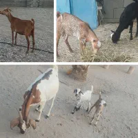 بز با بچه دوقلو ماده