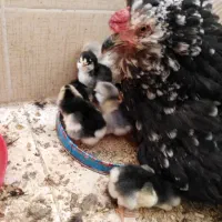 تعدادی جوجه گلین اصل