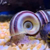 حلزون کلمبیا