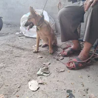 سگ گرگی