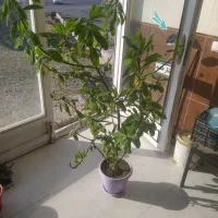 گل طبیعی وکاکتوس