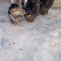 فروش چهار عدد بوقلمون نر