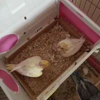 یه جفت عروس هلندی با جوجه|پرنده|شیراز, ابیوردی|دیوار