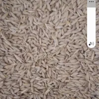 جودیم.وابی