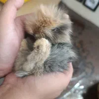 خرگوش لوپ ایتالیایی