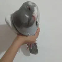 فروش کبوتر|پرنده|کرمان, |دیوار