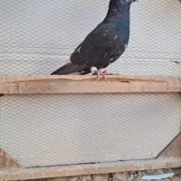 کبوتر سورو دم سفید|پرنده|شیراز, فرودگاه شهید دستغیب شیراز|دیوار