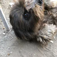 واگذاری سگ شیتزو تیرییر ماده|سگ|سرخرود, |دیوار