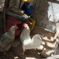 خروس سفید