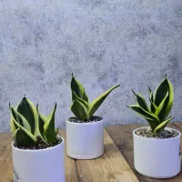 گیفت سانسوریا|گل و گیاه طبیعی|شاهین‌شهر, نبوت|دیوار