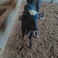 گامویش|حیوانات مزرعه|سوسنگرد, |دیوار