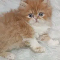 فروش پسر خوشگل پرشین