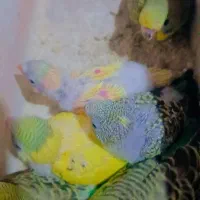 مرغ عشق با جوجه|پرنده|رشت, پستک|دیوار