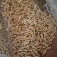 فروش جو پارسال