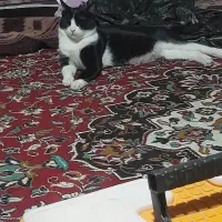 فروش‌حیوان خانگی
