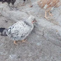 جوجه|حیوانات مزرعه|رباطکریم, رباطکریم|دیوار