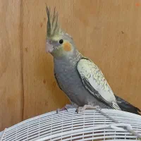 هلندی گلباقالی