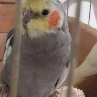 ۳ عدد عروس هلندی ۲ تا سفید ۱ دونه طوسی|پرنده|رامسر, |دیوار