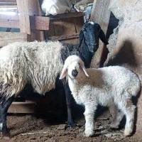 میش و بره نر