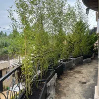 خدمات فضای سبز و باغبانی|خدمات باغبانی و درختکاری|ساری, |دیوار