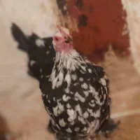 تخم مرغ نطفه دار کوشین پانتام