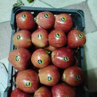 سیب قرمز سپیدان|خوردنی و آشامیدنی|شیراز, ریشمک|دیوار