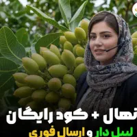 فروش نهال گردو بادام صنوبر پسته انگور سیب زیتون