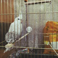 عروس هلندی آلوبینو|پرنده|اقبالیه, |دیوار