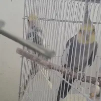 عروس هلندی|پرنده|اسلام‌شهر, شهرک محمدیه|دیوار