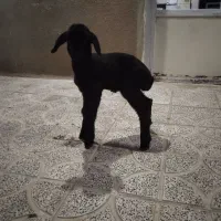 بره|حیوانات مزرعه|کوهدشت, |دیوار