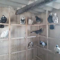 کفتر|پرنده|قم, آزادگان|دیوار