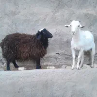 بره نر و بزغاله سالن ماده