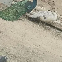 طاووس نروماده جوان