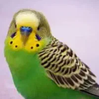 مرغ عشق جفت و تک